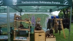 festyn_gala_talentow__21